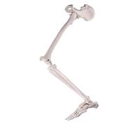 Modello di scheletro degli arti inferiori umani, set di scheletro della gamba umana, articolazione dell'anca rimovibile e piede completamente articolato, incluse tutte le ossa delle gambe, adatto for