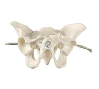 Modello di scheletro del bacino femminile con articolazioni mobili Aiuto didattico ostetrica per l'educazione scientifica medica Modello scheletro pelvico femminile Aiuto didattico per lo studio
