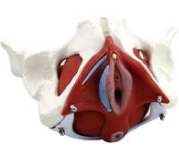 Modello Di Scheletro Del Bacino Femminile, Modello Anatomico Medico Staccabile, Modello Di Bacino Femminile A Grandezza Naturale Con Muscoli Del Pavimento Pelvico Colorati For La Pratica