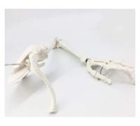 Modello di scheletro del braccio umano - Scheletro anatomico dell'arto superiore a grandezza naturale for uso sanitario, istruzione e dimostrazione didattica