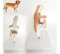 Modello di scheletro del cane, modello anatomico dell'articolazione del ginocchio canino, modello della funzione dei legamenti, for dimostrazione didattica dell'educazione veterinaria.