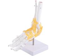 Modello di scheletro del piede Articolazione del piede anatomico a grandezza naturale Legamento umano Caviglia Display educativo Materiale PVC Colore bianco 24x12x20 cm