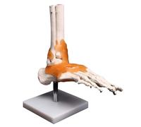 Modello di scheletro del piede di anatomia medica Modello di scheletro anatomico dell'articolazione della caviglia con supporto in metallo for lo studio dell'anatomia umana