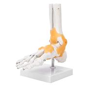 Modello di scheletro del piede, modello anatomico dell'articolazione della caviglia del piede del legamento dello scheletro umano adulto