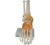 Modello di scheletro del piede, modello anatomico di scheletro umano con articolazioni e legamento della caviglia, studio di anatomia educativa, figura anatomica a grandezza naturale