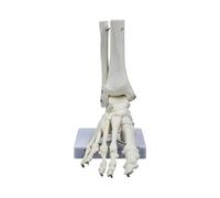 Modello di scheletro dell'articolazione del piede umano 22,7 x 18,9 x 8,9 cm, anatomia in PVC, modello per piede destro e caviglia, per insegnamento di ricerca