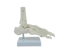 Modello di scheletro dell'articolazione del piede umano Modello di osso dell'articolazione del piede umano per contesti clinici Ricerca didattica e relazione sulle lezioni Podologia Aiuto didattico