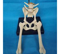 Modello di scheletro dell'articolazione dell'anca del cane - femorale pelvico anatomico animale studio sugli animali Utilizzato for spiegazioni veterinarie e campioni da esposizione