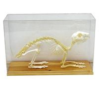 Modello di scheletro di coniglio, modello di campione di ossa di scheletro di animale reale con vetrina, sussidi didattici for scienze biologiche. 33 * 20 cm