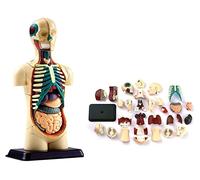 Modello di Scheletro Modello anatomico Anatomia Umana Mini Torso 32 Pezzi-Modello didattico di Anatomia Intelligente per la Scuola per dimostrazione Medica