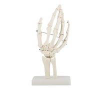 Modello di scheletro, modello anatomico della mano, Modello di Mano scheletrica, modello di scheletro della mano, per le scuole, insegnamento della salute fisica, 11 x 10cm