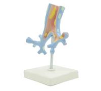 Modello di scheletro Modello anatomico Modello del corpo umano Modello del sistema respiratorio umano Modello di anatomia patologica con supporto Modello di organo umano