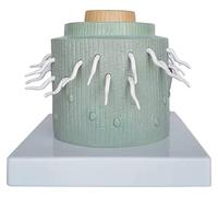Modello di scheletro, modello di anatomia vegetale, modello di insegnamento medico, materiale in PVC per l'istruzione, anatomia delle radici, strumento di apprendimento scientifico, per uso medico