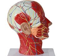 Modello di Scheletro Modello educativo Modello anatomico del Collo del Cranio Umano - Anatomia Umana scientifica - Piano sagittale Modello dei nervi muscolari superficiali Anatomia muscolosc