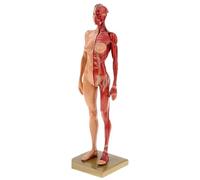 Modello di scheletro muscolare anatomico umano da 30 cm, metà pelle e metà muscolo, in resina, strumento didattico medico(Women)