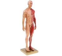Modello di scheletro muscolare anatomico umano da 30 cm, metà pelle e metà muscolo, in resina, strumento didattico medico(Man)