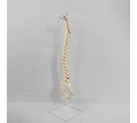 Modello di scheletro osseo della colonna vertebrale umana in PVC per lo