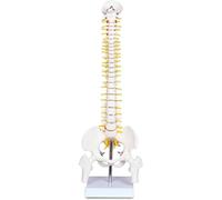 Modello di scheletro osseo della colonna vertebrale umana - Modello anatomico della colonna vertebrale da 17,7 pollici con nervi Strumento didattico anatomico for studenti Osteopati e chiropratici
