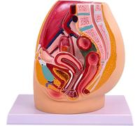 Modello di Scheletro pelvico Femminile a grandezza Naturale, Modello di Anatomia riproduttiva pelvica Femminile, Modello di Organo pelvico in 2 Parti con Muscoli, sistemi riproduttivi