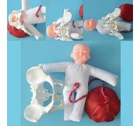 Modello di scheletro per addestramento ostetrico e simulazione del parto - Strumento dimostrativo educativo