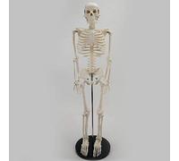 Modello di scheletro umano a grandezza naturale 1/2 for lo studio 'anatomia, braccia e gambe rimovibili con supporto in metallo, strumento didattico in PVC