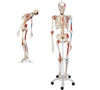 Modello di scheletro umano a grandezza naturale 170 cm con supporto e base con ruota, modello scheletrico anatomico 1:1 for tutto il corpo, 1 set