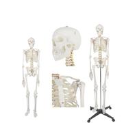 Modello di scheletro umano a grandezza naturale 170 cm for l'educazione all'anatomia - Scheletro completo del corpo flessibile, 1 pezzo