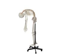 Modello di scheletro umano a grandezza naturale 170 cm for l'insegnamento 'anatomia, scheletrico completo del corpo