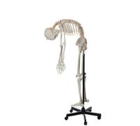 Modello di scheletro umano a grandezza naturale 170 cm for l'insegnamento 'anatomia, scheletrico completo del corpo
