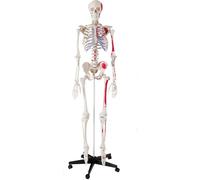 Modello di scheletro umano a grandezza naturale con braccia e gambe rimovibili, cranio aperto, articolazioni mobili, include muscoli e ossa per lo studio dell'anatomia