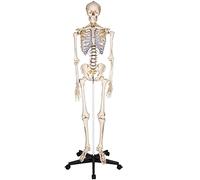 Modello di scheletro umano a grandezza naturale con giunti mobili for lo studio 'anatomia, decorazione di Halloween, PVC da 181 cm