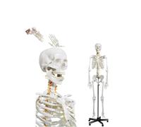 Modello di scheletro umano a grandezza naturale con supporto mobile del nervoso for lo studio 'anatomia