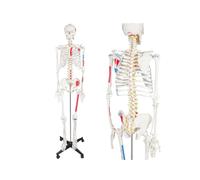 Modello di scheletro umano a grandezza naturale da 1 pezzo con nervi spinali e punti muscolari for lo studio 'anatomia