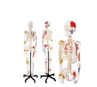 Modello di scheletro umano a grandezza naturale da 1 pezzo con nervi spinali e supporto mobile for lo studio 'anatomia