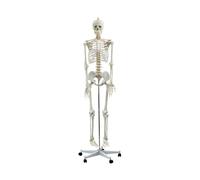 Modello di scheletro umano a grandezza naturale da 180 cm, anatomia staccabile di 206 ossa for lo studio