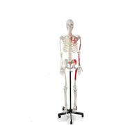 Modello di scheletro umano a grandezza naturale da 180 cm for anatomia - Scheletro educativo con ossa numerate e teschio rimovibile