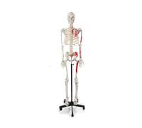 Modello di scheletro umano a grandezza naturale da 180 cm for anatomia - Scheletro in PVC a corpo intero, 1 pz