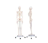 Modello di scheletro umano a grandezza naturale da 70,8 '' con nervoso e arteria carotide, scheletro anatomico posizionabile for tutto il corpo, 1 pz
