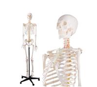 Modello di scheletro umano a grandezza naturale da 70,8 pollici for anatomia con nervoso, 206 ossa articolate, 1 pezzo