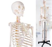 Modello di scheletro umano a grandezza naturale da 70,8 pollici for anatomia - Scheletro completo del corpo da 170 cm, 1 pezzo