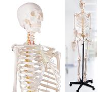 Modello di scheletro umano a grandezza naturale da 70,8 pollici for anatomia, scheletro completo del corpo flessibile da 170 cm, 1 pezzo