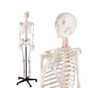 Modello di scheletro umano a grandezza naturale da 70,8 pollici for anatomia - Scheletro completo del corpo da 170 cm con nervoso, 1 pezzo