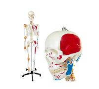 Modello di scheletro umano a grandezza naturale da 70 pollici con muscoli e legamenti, scheletro anatomico di tutto il corpo, 1 pezzo