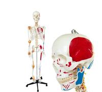 Modello di scheletro umano a grandezza naturale da 70 pollici con muscoli e legamenti, scheletro anatomico di tutto il corpo, 1 pezzo