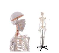 Modello di scheletro umano a grandezza naturale for lo studio 'anatomia, scheletrico completo del corpo da 180 cm, 1 pezzo