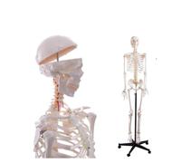 Modello di scheletro umano a grandezza naturale for lo studio 'anatomia, sussidio didattico con disco intervertebrale e struttura articolare, 1 pezzo