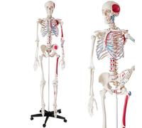 Modello di scheletro umano a grandezza naturale per studio anatomico, educazione medica e dimostrazione in classe