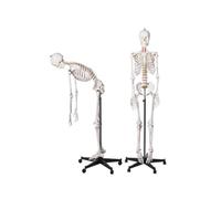 Modello di scheletro umano a grandezza naturale Scheletro anatomico flessibile da 170 cm con supporto for studio di fisiologia educativa, 1 pz