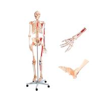 Modello di scheletro umano con articolazioni mobili e muscoli staccabili for l'insegnamento e lo studio 'anatomia