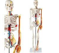 Modello di scheletro umano con nervi, arterie, cappuccio teschio rimovibile | Modello di scheletro umano dettagliato con cappuccio rimovibile per l'anatomia e la formazione medica